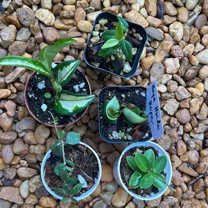 Hoya bundle starter plants